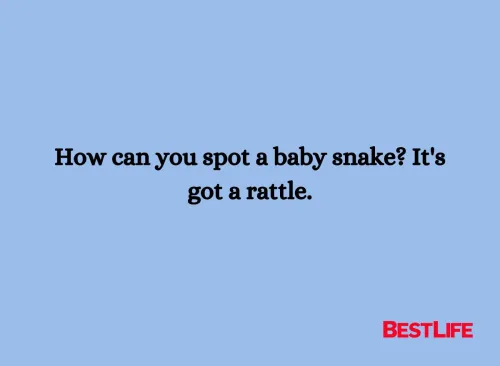 How can you spot a baby snake? It's got a rattle.
