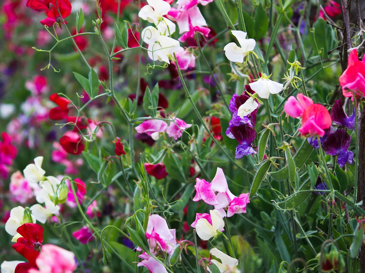 pink, purple, red, and white sweetpea flowers in garden
