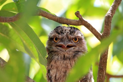 tawny frogmouth in a tree