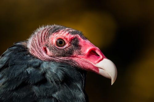 close up of turkey vulture face