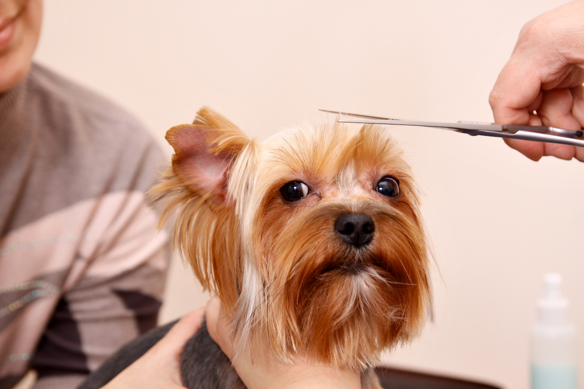 Yorkshire Terrier getting a trim