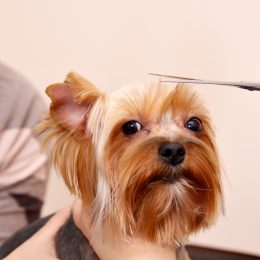 Yorkshire Terrier getting a trim