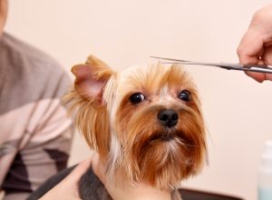 Yorkshire Terrier getting a trim