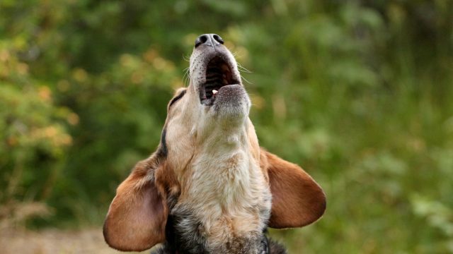 A beagle throwing its head back and howling or barking