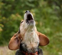 A beagle throwing its head back and howling or barking