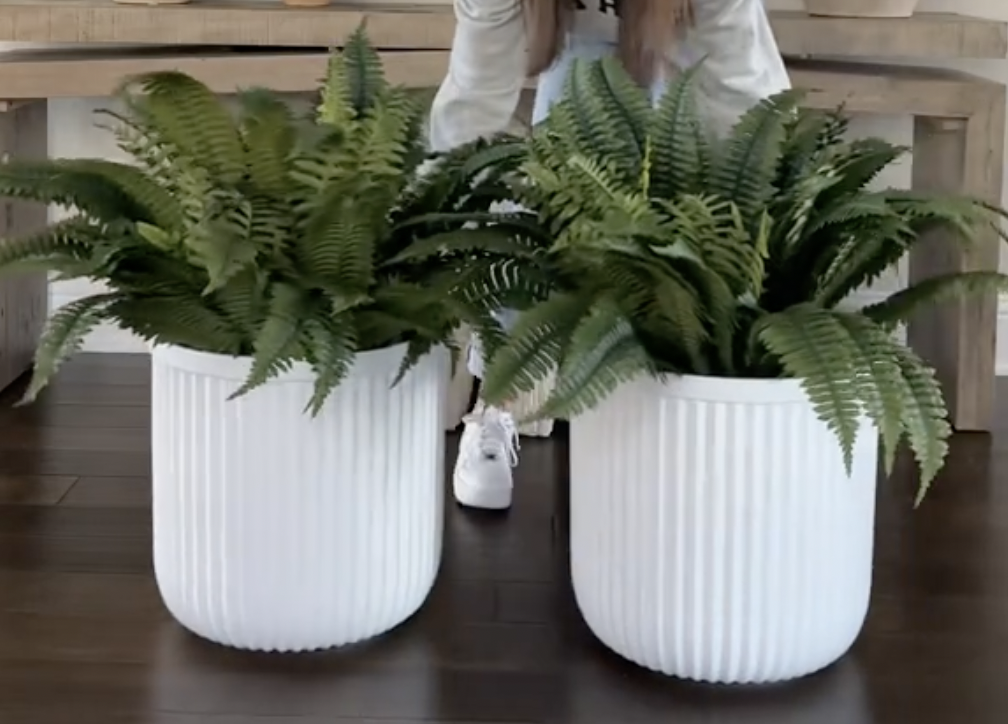 White fluted planters with ferns in them