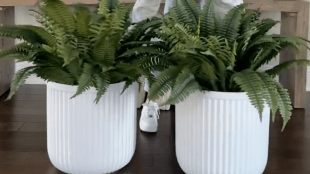 White fluted planters with ferns in them