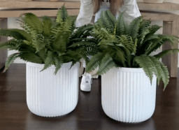 White fluted planters with ferns in them
