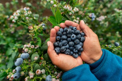 Close-up on a farmer holding a handful of blueberries at a farm – agriculture concepts