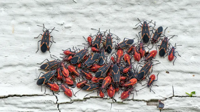 Box Elder bugs in a cluster on the side of an old house.