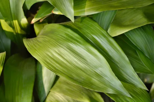 Cast-iron plant leaves - Latin name - Aspidistra elatior