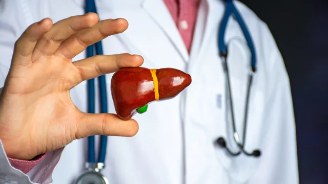 A close up of a doctor holding a model of a liver