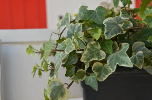 Variegated ivy in flower pot. Indoor plants concept