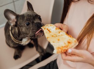 Woman feeding a French bulldog a slice of white pizza