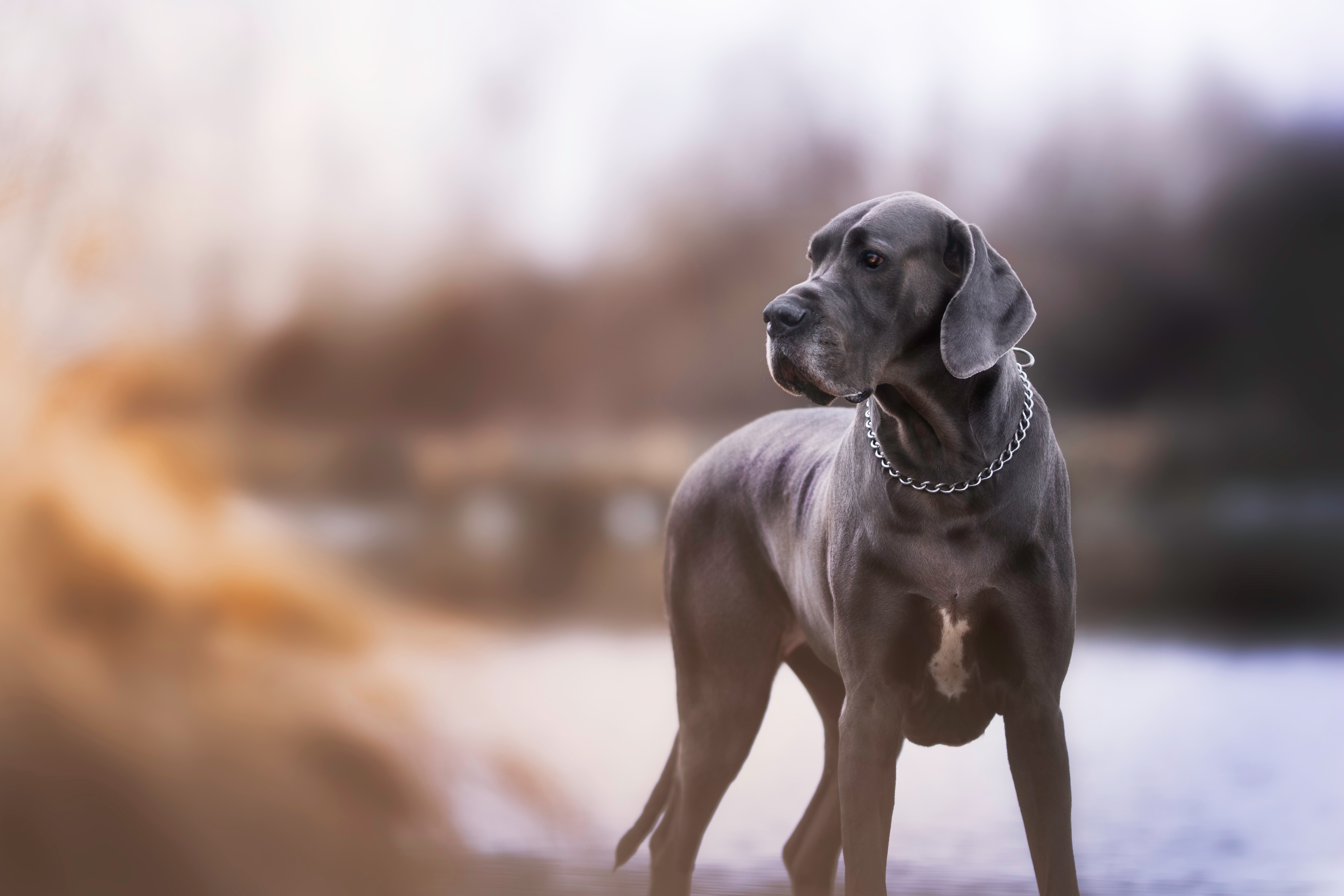 A great dane gazes into the woods at dusk in winter.