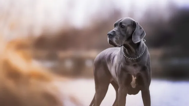 A great dane gazes into the woods at dusk in winter.