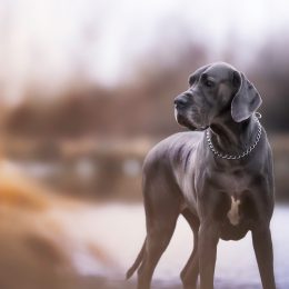 A great dane gazes into the woods at dusk in winter.
