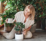 blonde woman takes care of houseplants. A woman watering ficus in a white pot. Lots of plants in a wooden house. Concept: home gardening and floriculture.