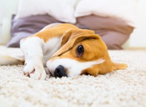 Tired dog on carpet. Sad beagle on floor. Dog lying on soft carpet after training. Beagle with sad opened eyes indoors. Beautiful animal background.