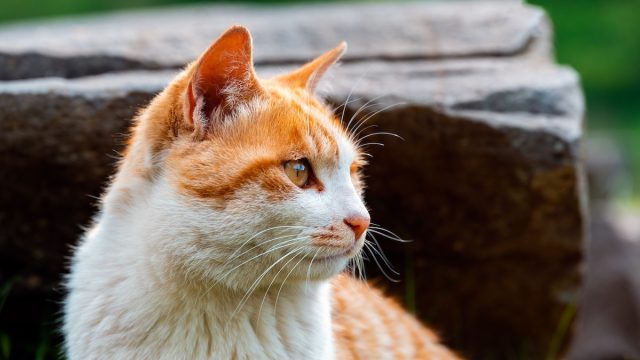 Close-up of a portrait of an orange and white cat outside