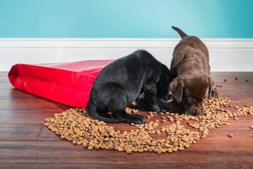 Two cute adorable 5 week old Labrador Retriever puppies, one Black and one Chocolate eating from a spilled red paper bag of dog food that spilled on the floor. There is kibble scattered on the hardwood floor with a white baseboard and green wall in the background
