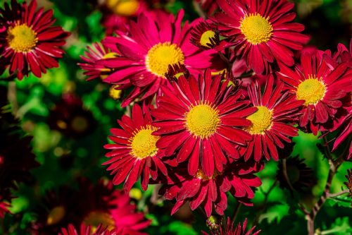 Pinkish-red painted daisy flowers