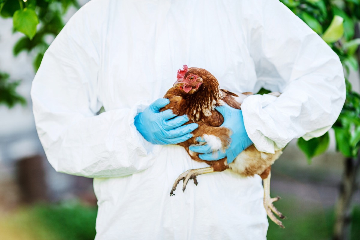 vet holding chicken