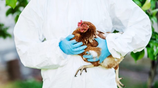 vet holding chicken