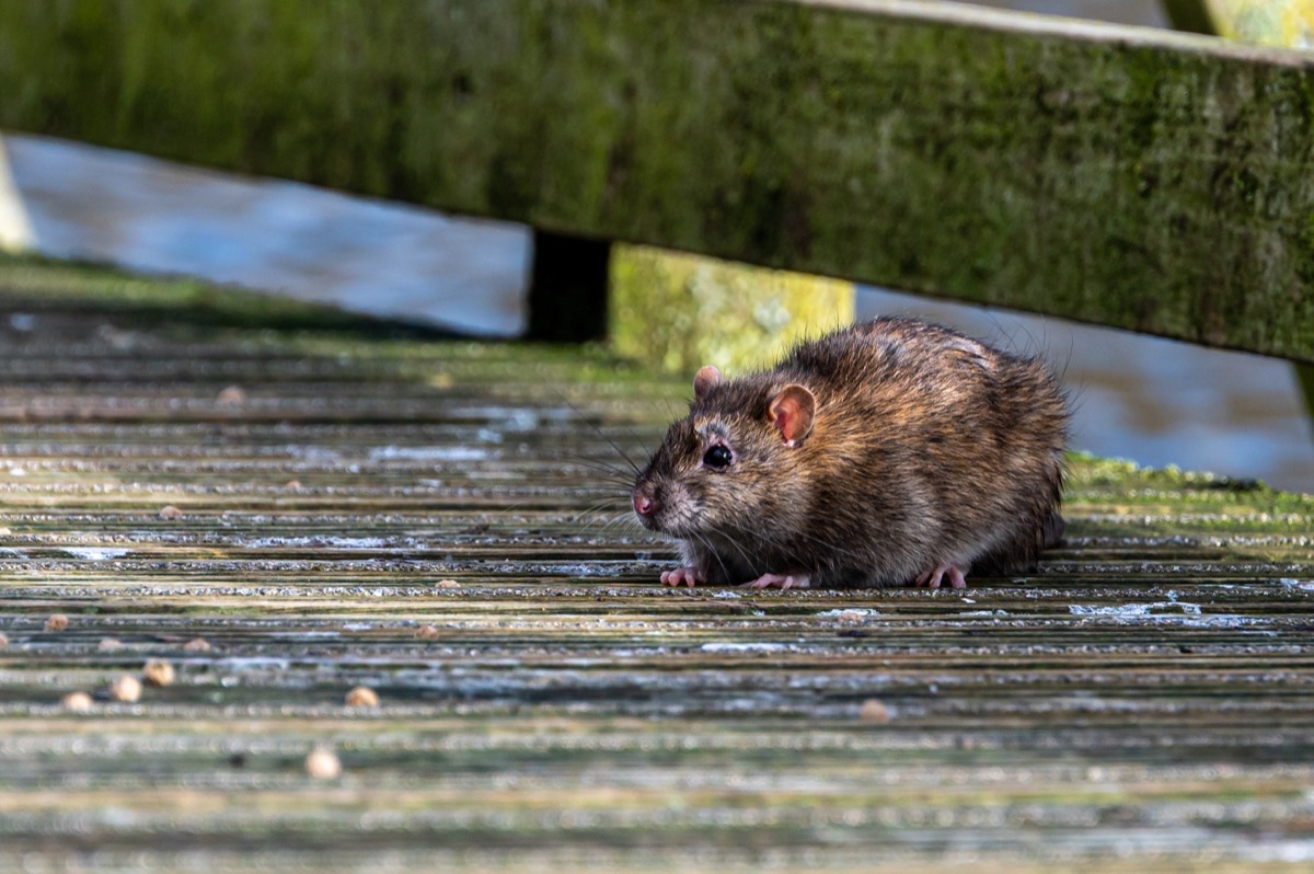brown rat on the street