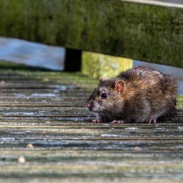 brown rat on the street