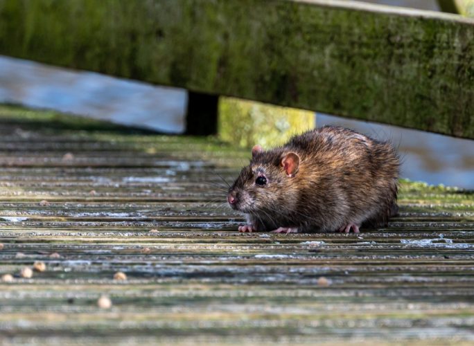 brown rat on the street
