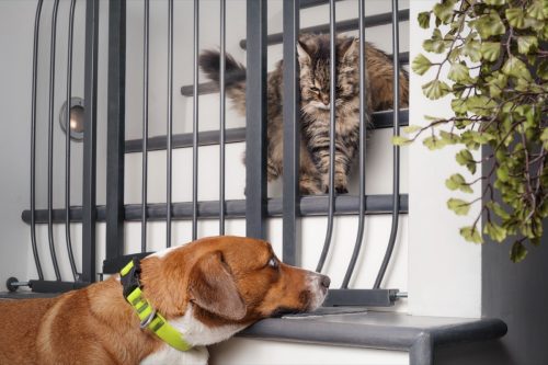 dog and cat separated by gate