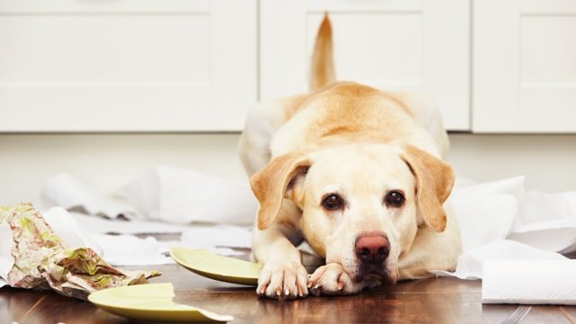 dog lying in mess in kitchen