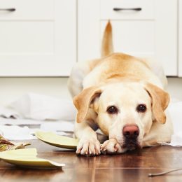 dog lying in mess in kitchen