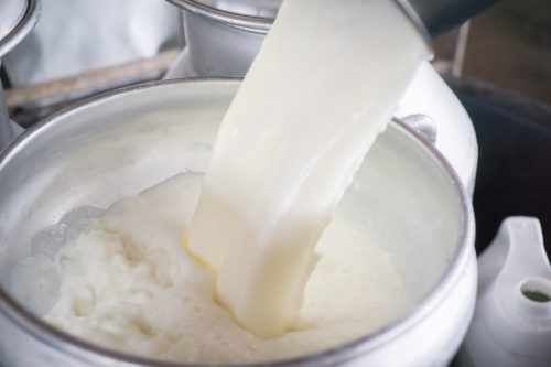 pouring raw milk into a bucket