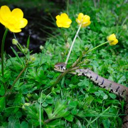 closeup of a snake in the grass near yellow flowers
