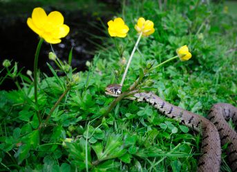 closeup of a snake in the grass near yellow flowers