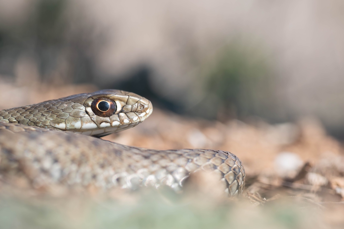 Closeup of a snake with a blurry background
