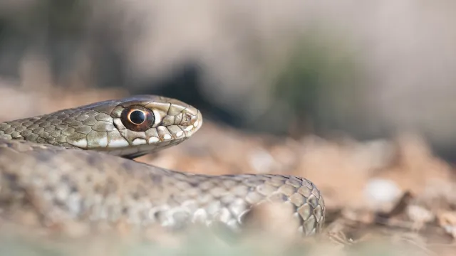 Closeup of a snake with a blurry background