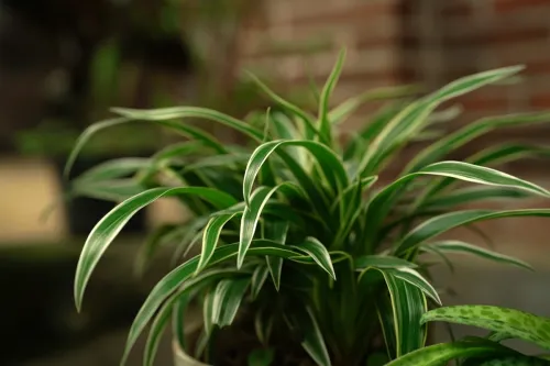Chlorophytum comosum, usually called spider plant or common spider plant due to its spider-like look, also known as spider ivy, ribbon plant (a name it shares with Dracaena sanderiana)