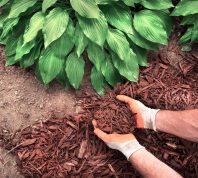 A person spreading mulch in their garden under a plant