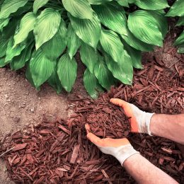 A person spreading mulch in their garden under a plant