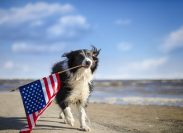 border collie dog running along the beach carrying the American flag.
