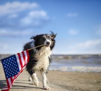 border collie dog running along the beach carrying the American flag.