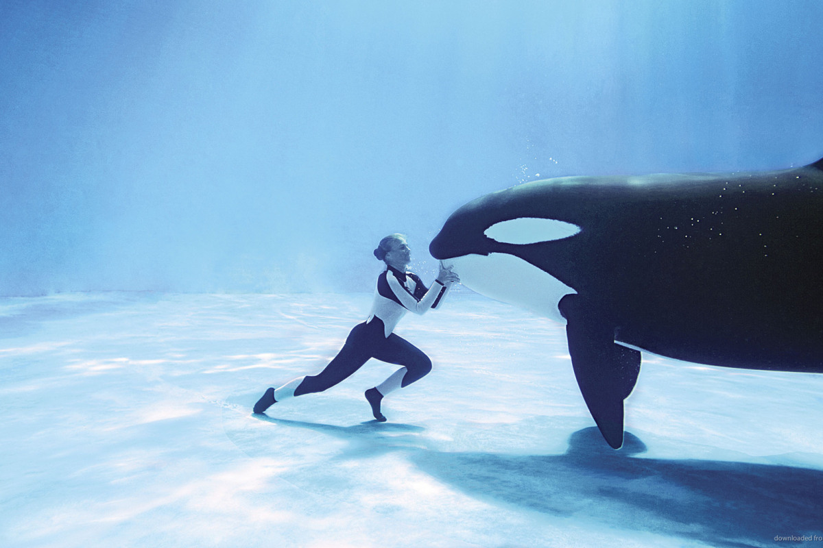 Still from Blackfish