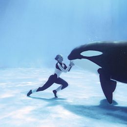 Still from Blackfish