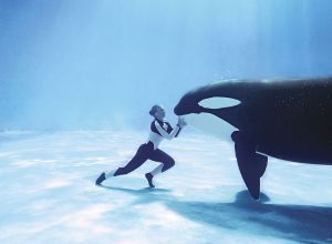 Still from Blackfish