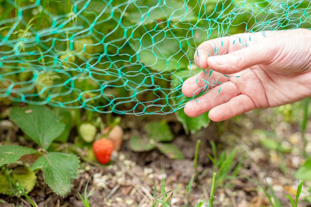 A close up of a gardener placing a net over a strawberry plant