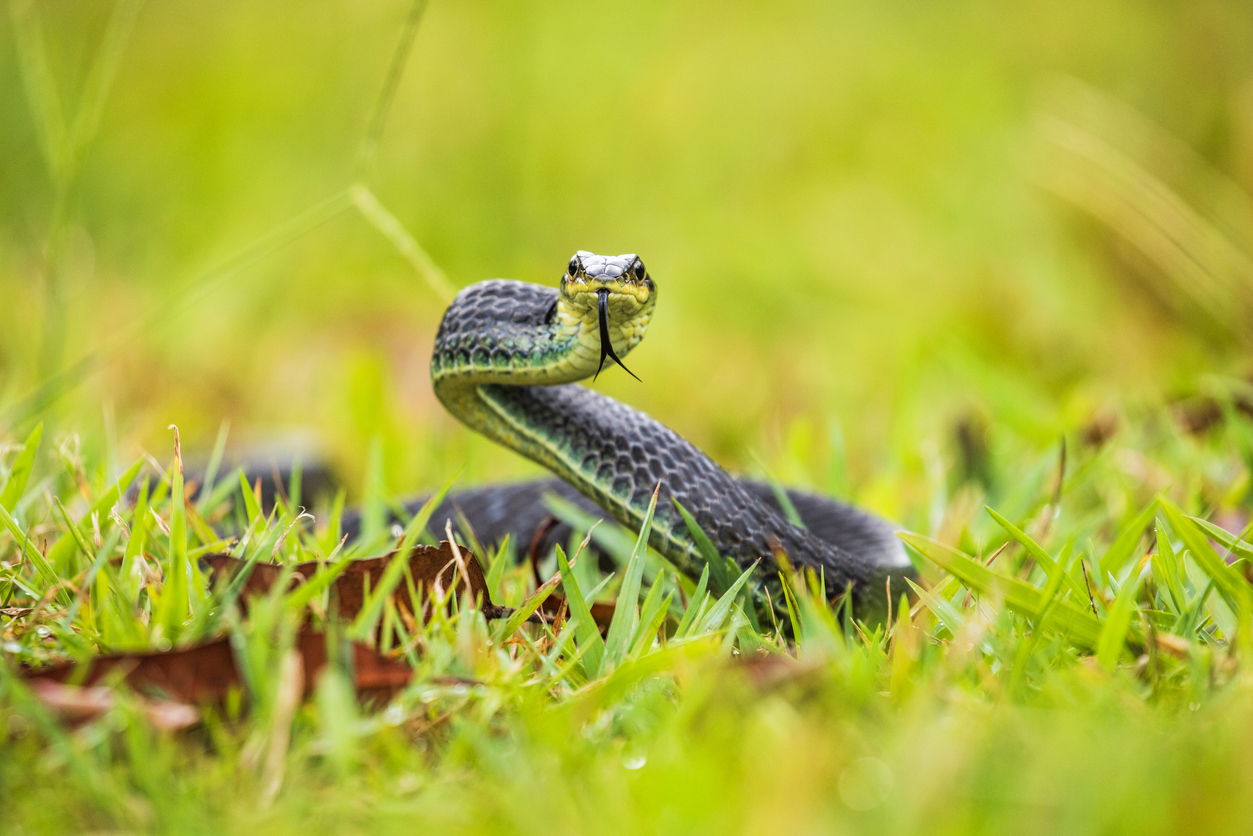 A black racer snake coiled on the ground with its tongue out