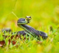 A black racer snake coiled on the ground with its tongue out